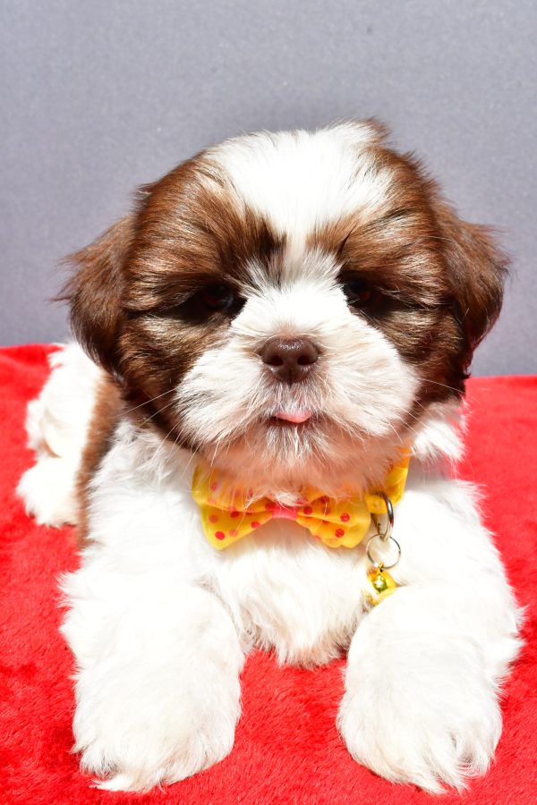 Mr Jasper The Shih tzu - Image 5