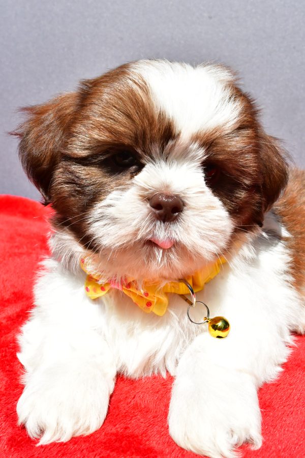 Mr Jasper The Shih tzu - Image 3