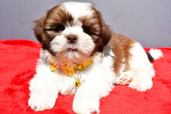 Mr Jasper The Shih tzu - Image 7
