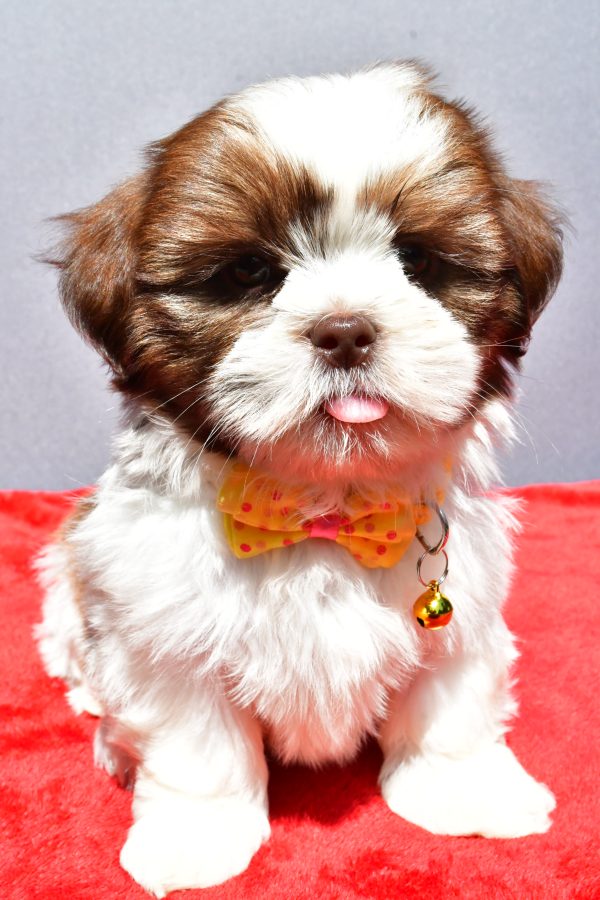 Mr Jasper The Shih tzu