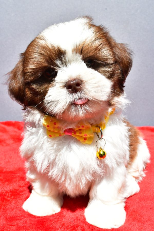 Mr Jasper The Shih tzu - Image 2