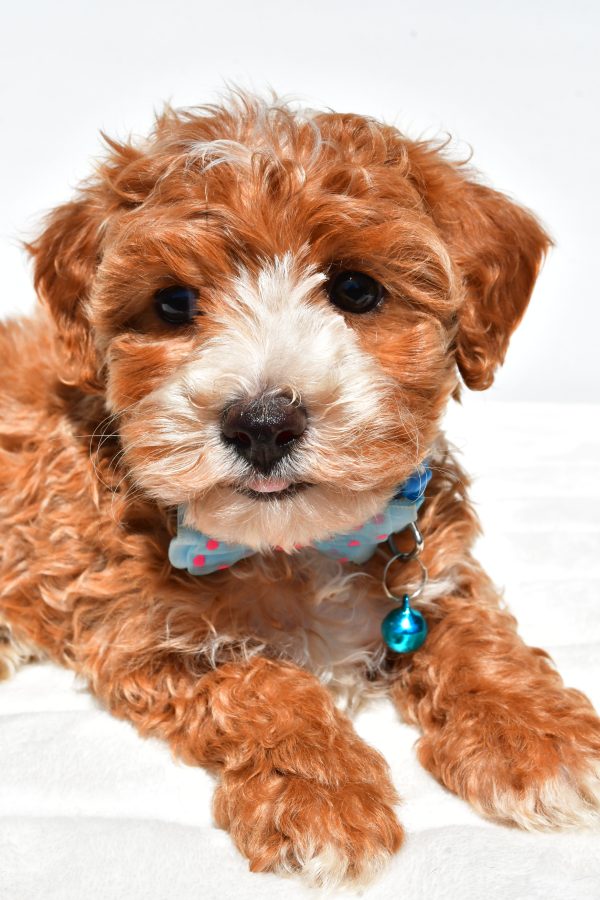 Mr Dan The Maltipoo - Image 5