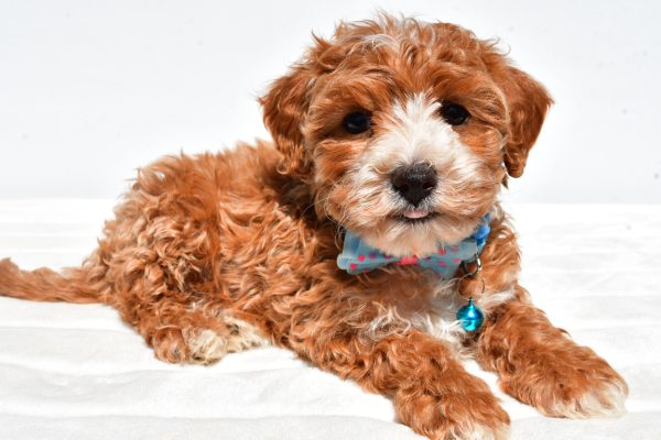 Mr Dan The Maltipoo - Image 6