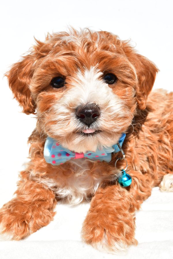 Mr Dan The Maltipoo - Image 3