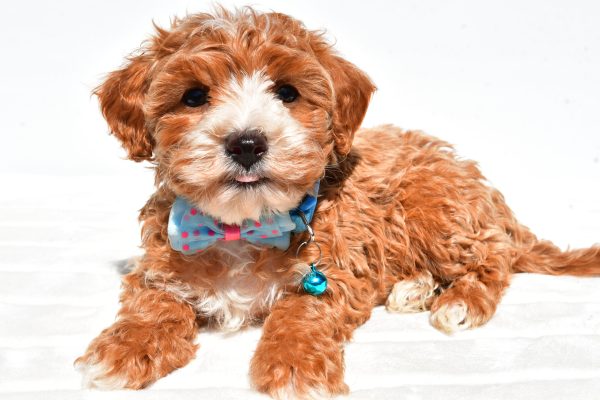 Mr Dan The Maltipoo - Image 7