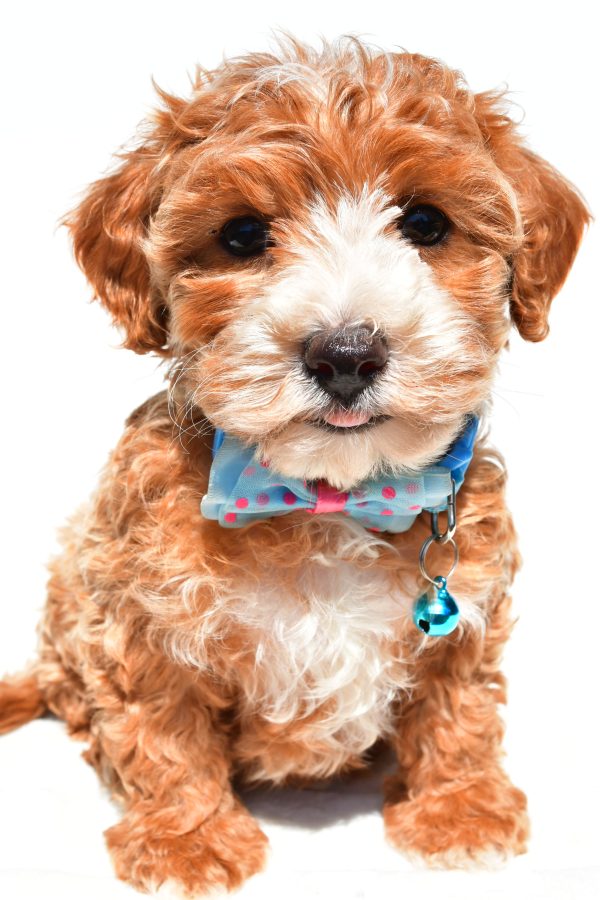 Mr Dan The Maltipoo - Image 2
