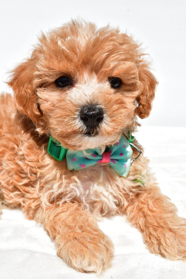 Mr Deon The Maltipoo - Image 5