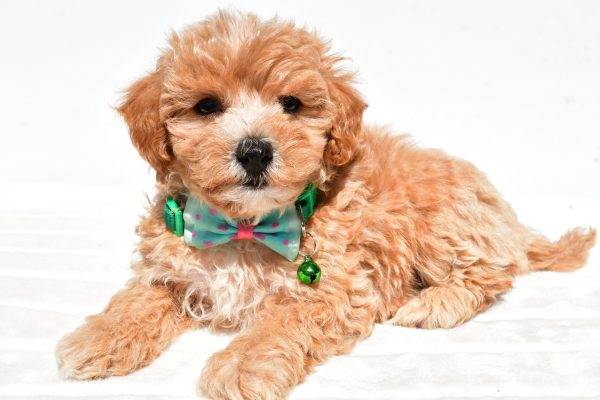 Mr Deon The Maltipoo - Image 8