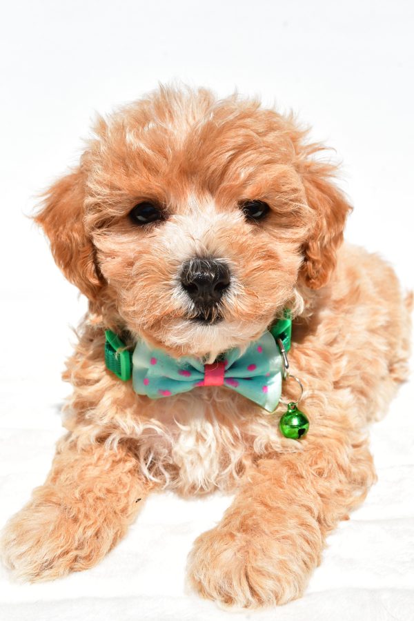 Mr Deon The Maltipoo - Image 4