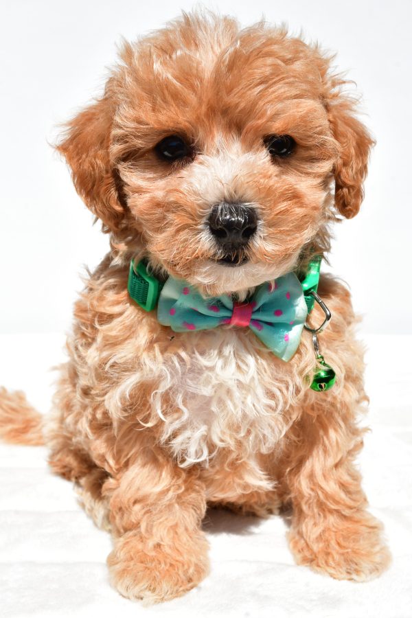 Mr Deon The Maltipoo - Image 3