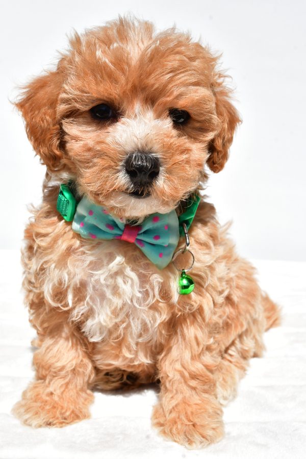 Mr Deon The Maltipoo - Image 2