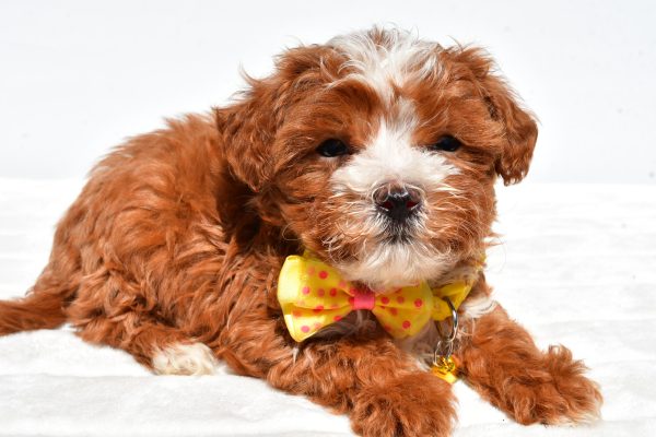 Mr Dexter The Maltipoo - Image 3
