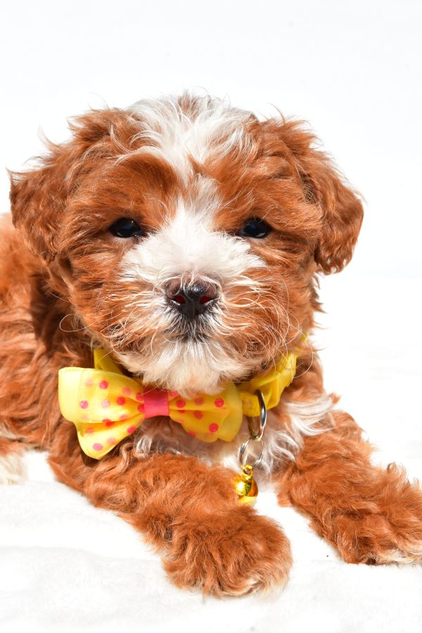 Mr Dexter The Maltipoo - Image 2