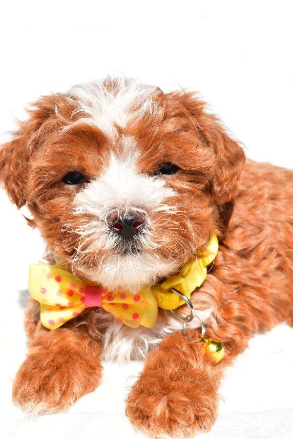 Mr Dexter The Maltipoo - Image 5