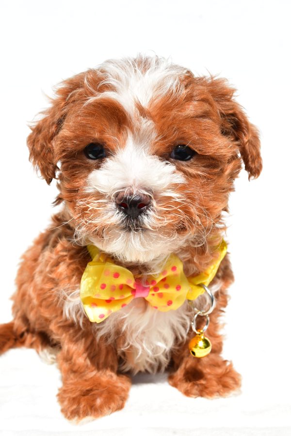 Mr Dexter The Maltipoo