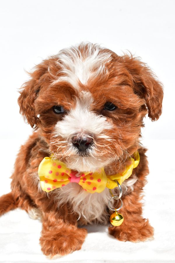 Mr Dexter The Maltipoo - Image 6