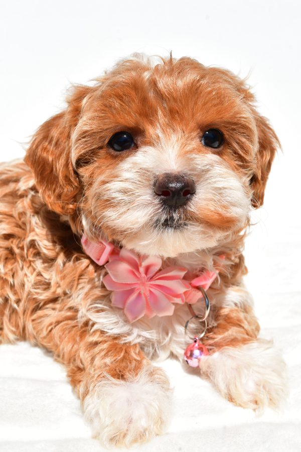Miss Dixie The Maltipoo - Image 5