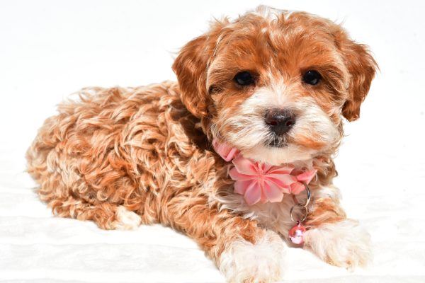 Miss Dixie The Maltipoo - Image 6
