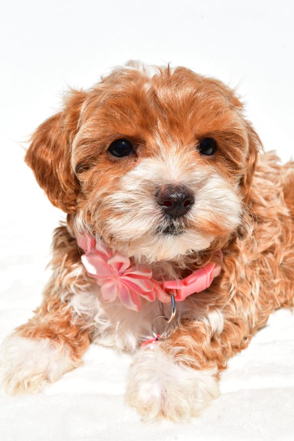Miss Dixie The Maltipoo - Image 3