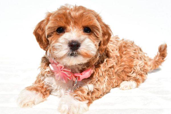 Miss Dixie The Maltipoo - Image 7