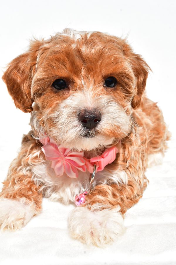 Miss Dixie The Maltipoo - Image 4