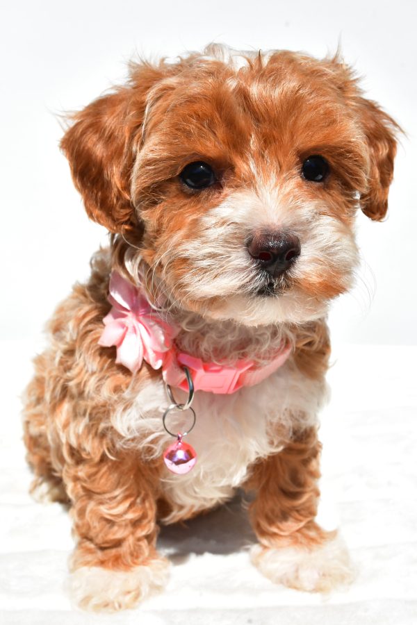 Miss Dixie The Maltipoo - Image 2