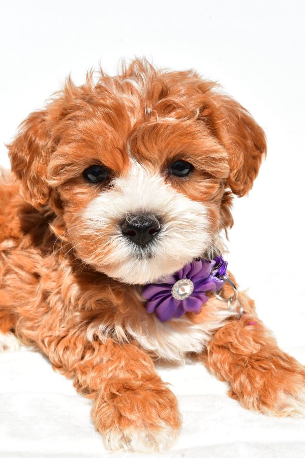 Miss Della The Maltipoo - Image 7