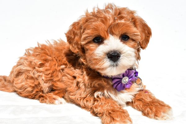 Miss Della The Maltipoo - Image 9