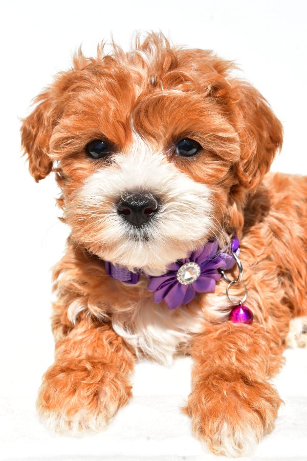 Miss Della The Maltipoo - Image 5