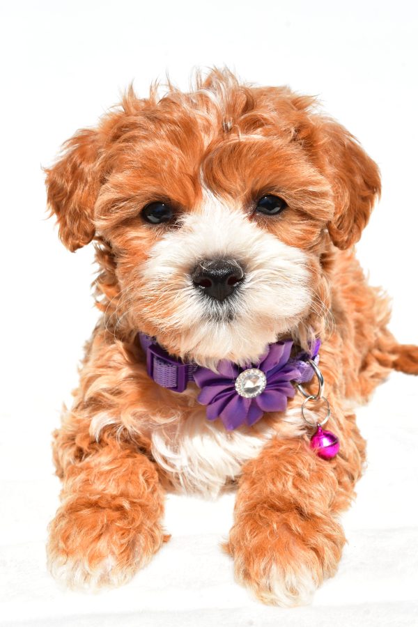 Miss Della The Maltipoo - Image 6