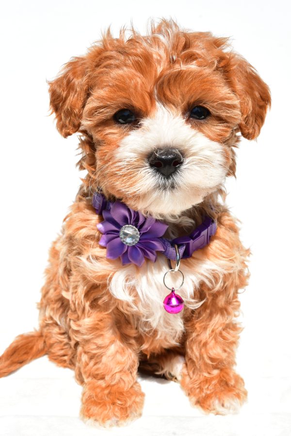 Miss Della The Maltipoo - Image 4