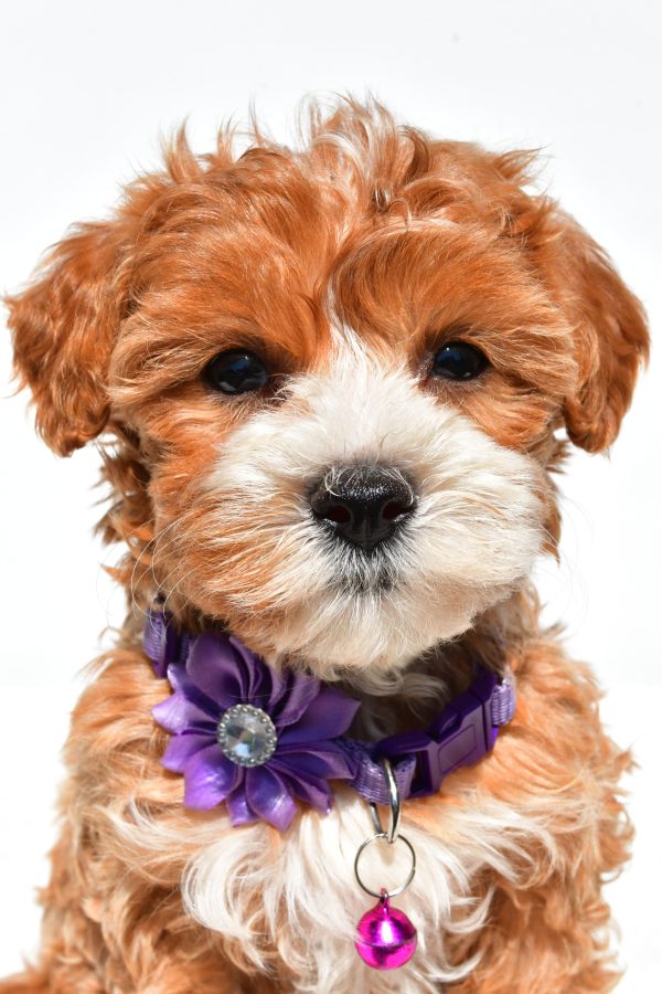 Miss Della The Maltipoo - Image 3