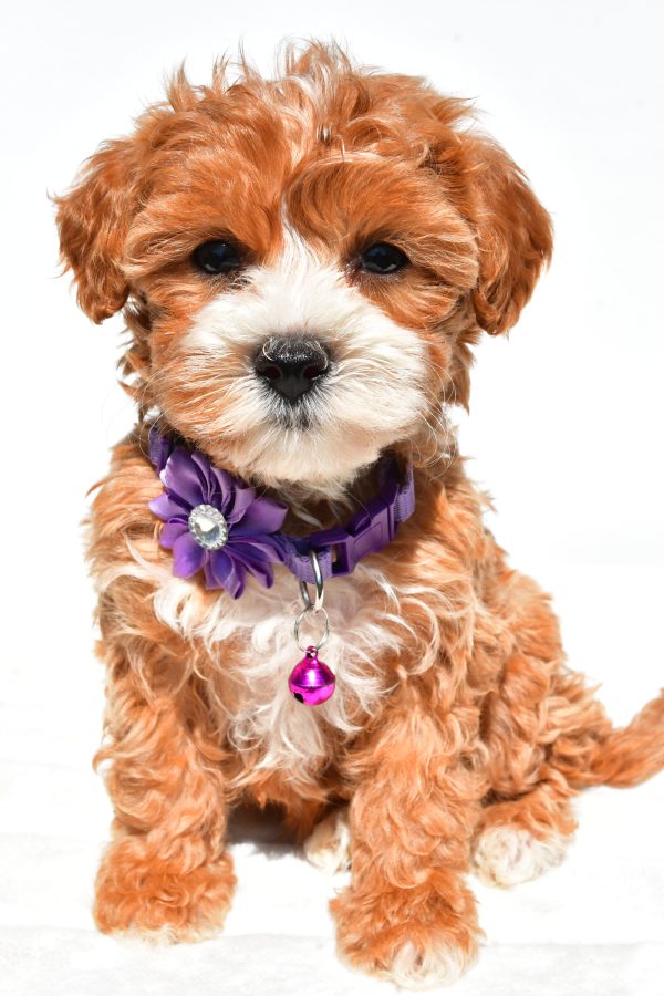 Miss Della The Maltipoo - Image 2