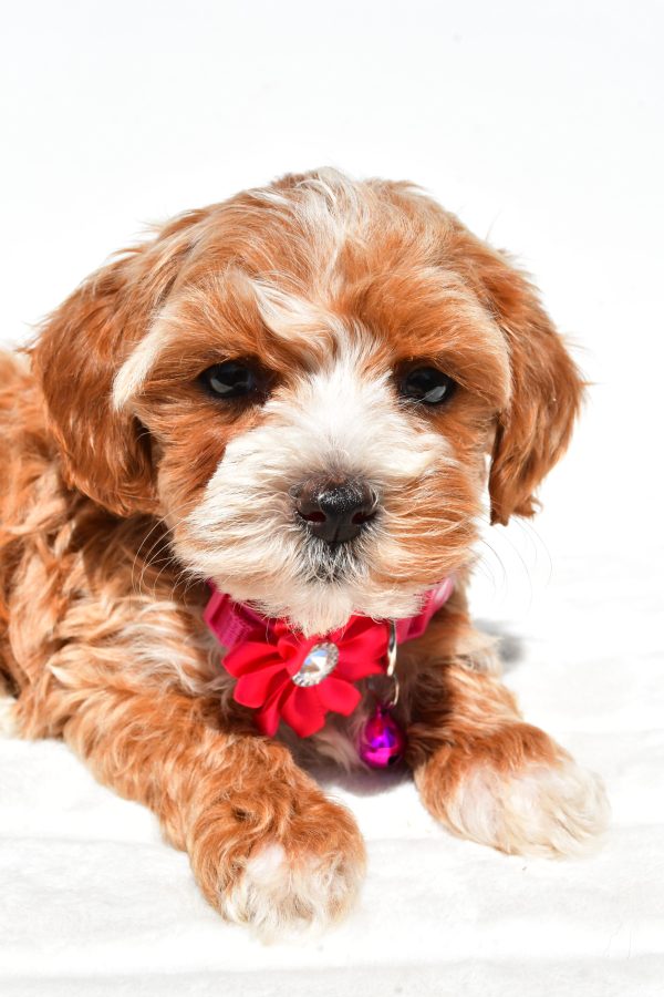 Miss Dora The Maltipoo - Image 3