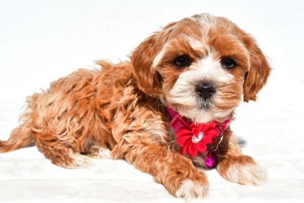 Miss Dora The Maltipoo - Image 5