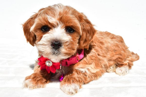 Miss Dora The Maltipoo - Image 4