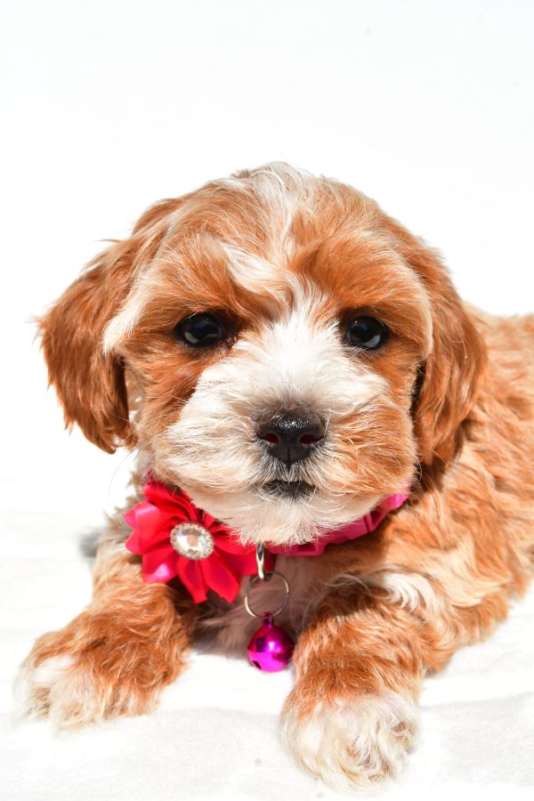 Miss Dora The Maltipoo - Image 2