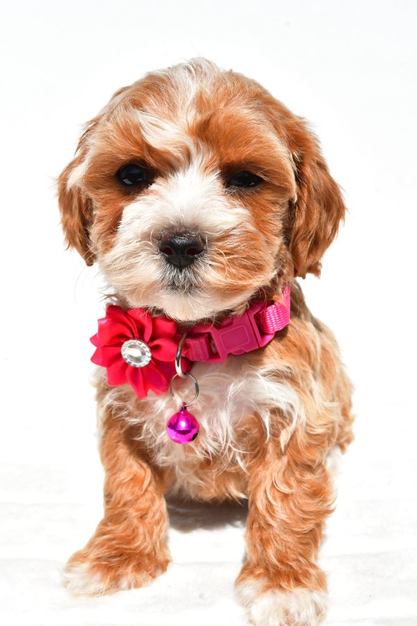 Miss Dora The Maltipoo - Image 7