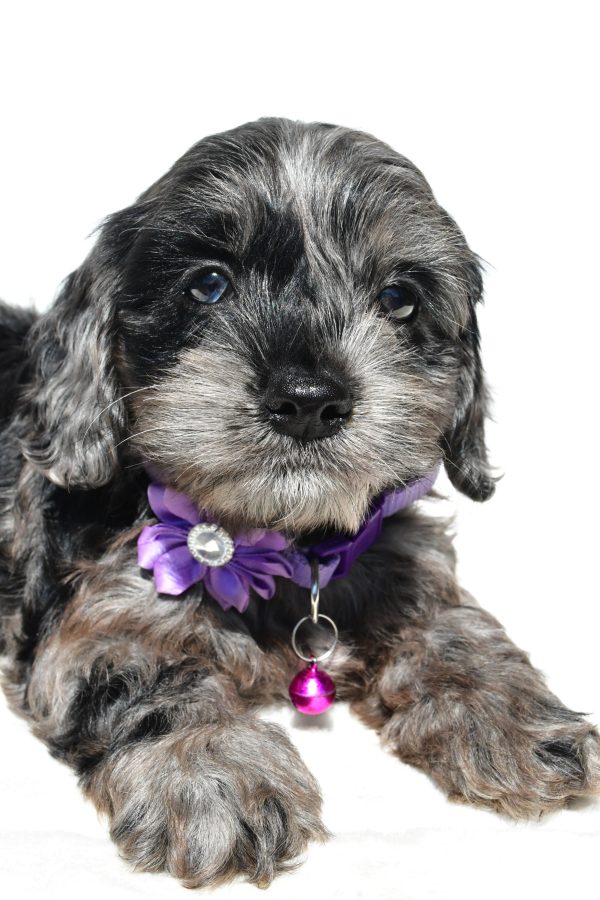 Miss Willow The Cockapoo - Image 3