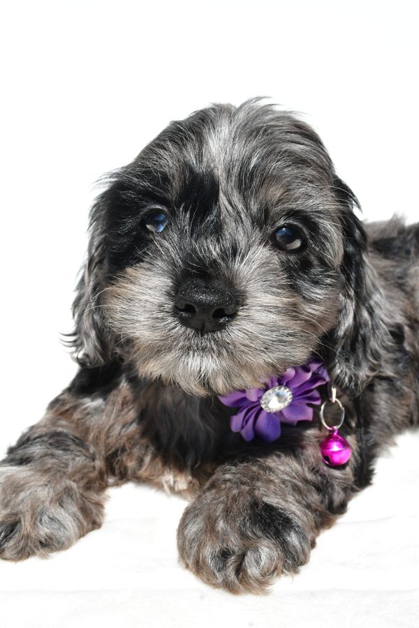 Miss Willow The Cockapoo - Image 6