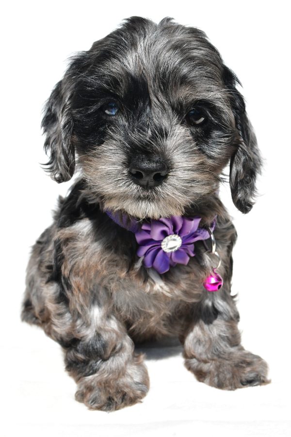 Miss Willow The Cockapoo - Image 2