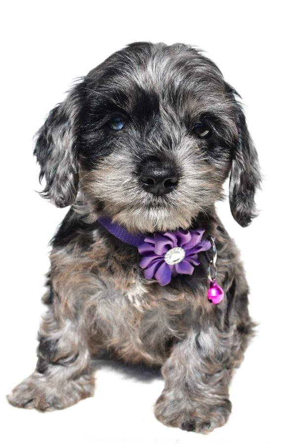 Miss Willow The Cockapoo