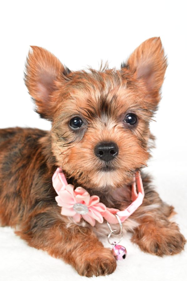 Miss Candy The teacup Yorkshire Terrier - Image 5