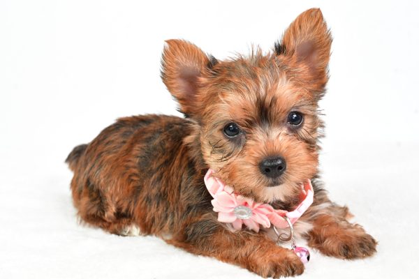 Miss Candy The teacup Yorkshire Terrier - Image 6