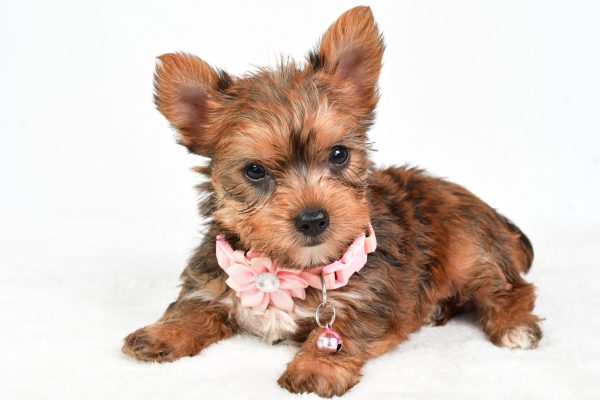 Miss Candy The teacup Yorkshire Terrier - Image 7