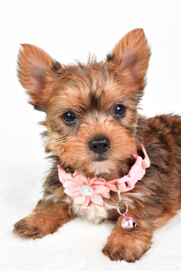 Miss Candy The teacup Yorkshire Terrier - Image 3