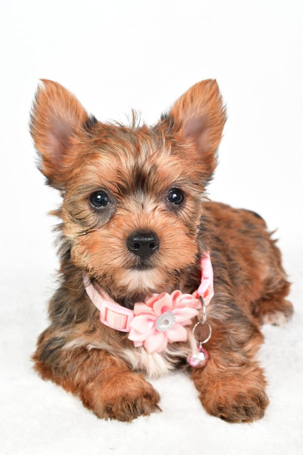 Miss Candy The teacup Yorkshire Terrier - Image 4
