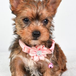 Miss Candy The teacup Yorkshire Terrier