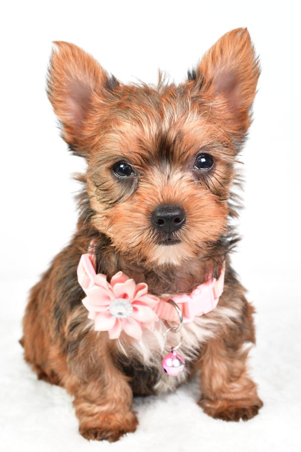 Miss Candy The teacup Yorkshire Terrier - Image 2