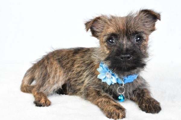 Miss Cotton The Cairn Terrier - Image 7